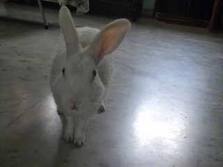 The Kabbaldurga hill visible in the distance as the biker rides away