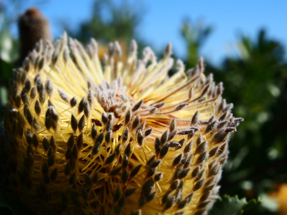 Special Effects Nursery