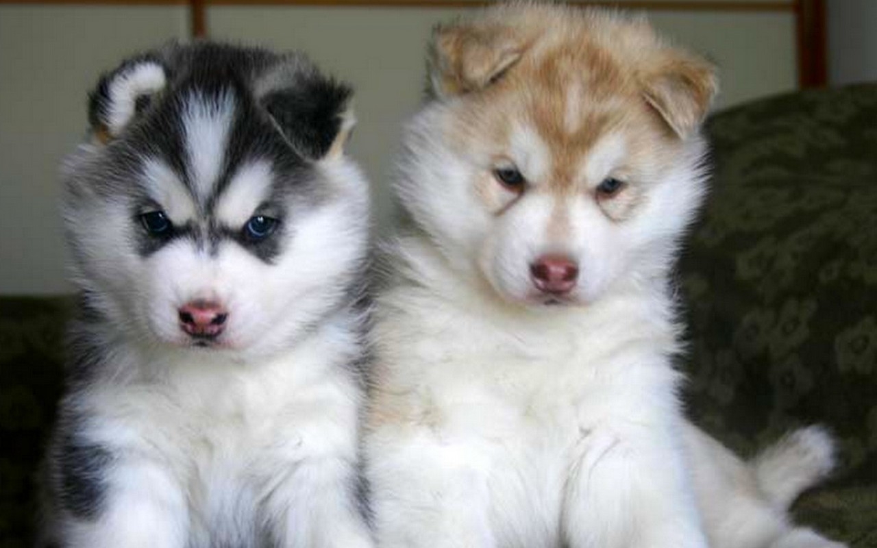 Cute Siberian Husky Puppies Photos ~ Cute Puppies Pictures, Puppy Photos