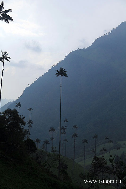 Долина Кокора. Колумбия.