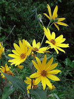 Aardpeer (Helianthus tuberosus)