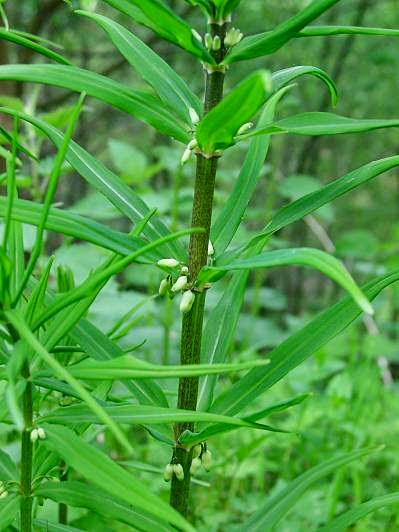 MEDA (Poligonatum Verticilatum)