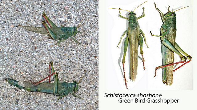 Arizona: Beetles, Bugs, Birds and more: Grasshoppers, Crickets and ...
