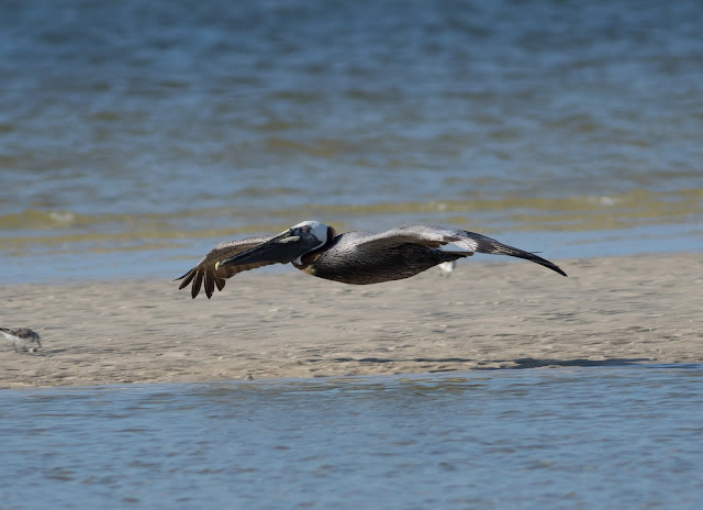 Brown Pelican - Bunche Beach, Florida Brown Pelican - Bunche Beach, Florida