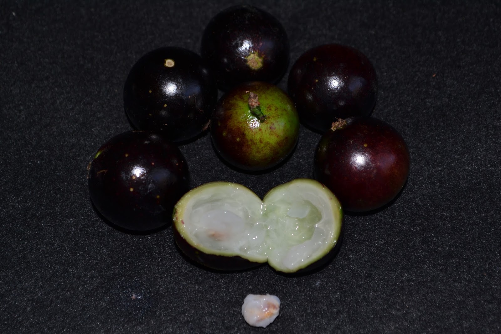 Jabuticaba Rajada