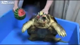 Armored turtle