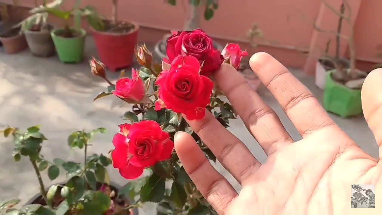 How To Grow Rose Cutting Without Rooting Hormone
