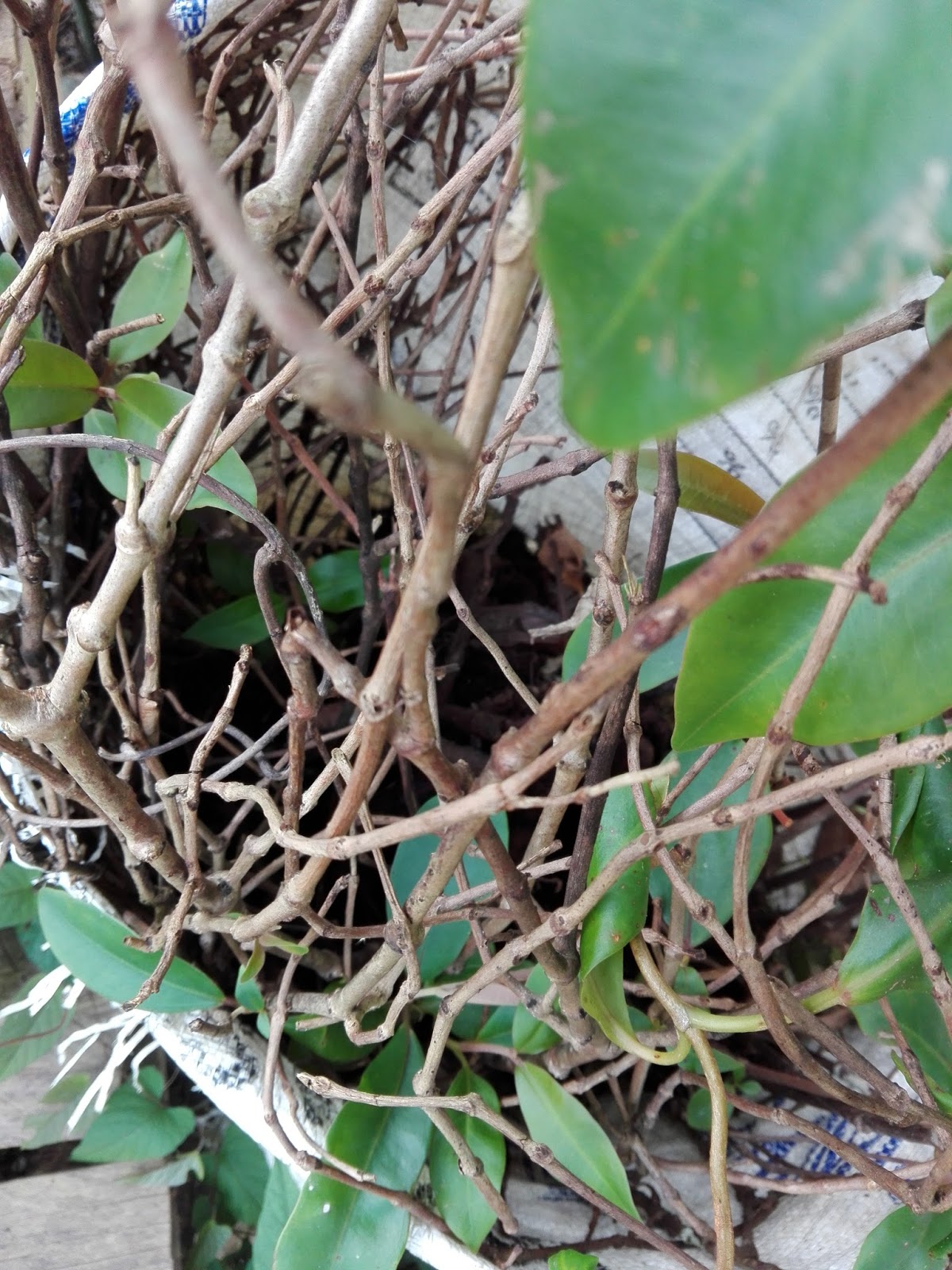 ZAMRUD TECHNOLOGY HERBA 5 ~ Raja Satong