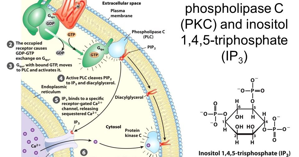 Biology learning What is the relation between PI, DAG, Ca2+ and PKG