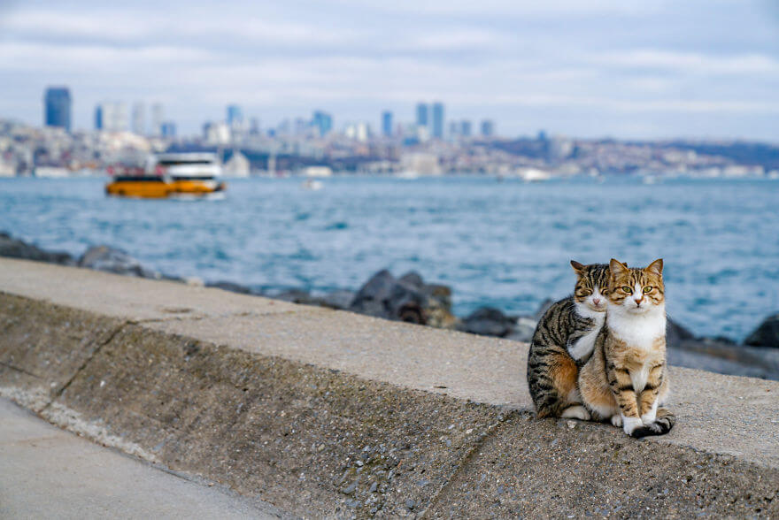Photographer Captured Two Stray Cats Cuddling With His Camera And They Are Adorable