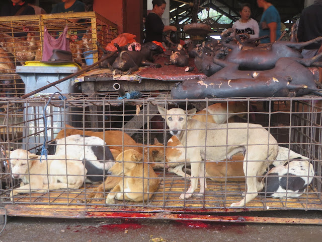 Pasar Beriman Tomohon Zoonosis di Sulawesi Utara