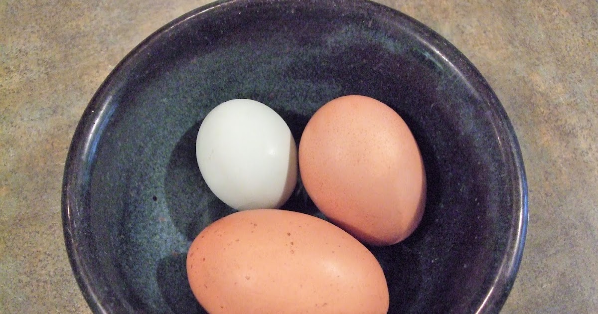 Pam's Backyard Chickens All About Double Yolk Chicken Eggs