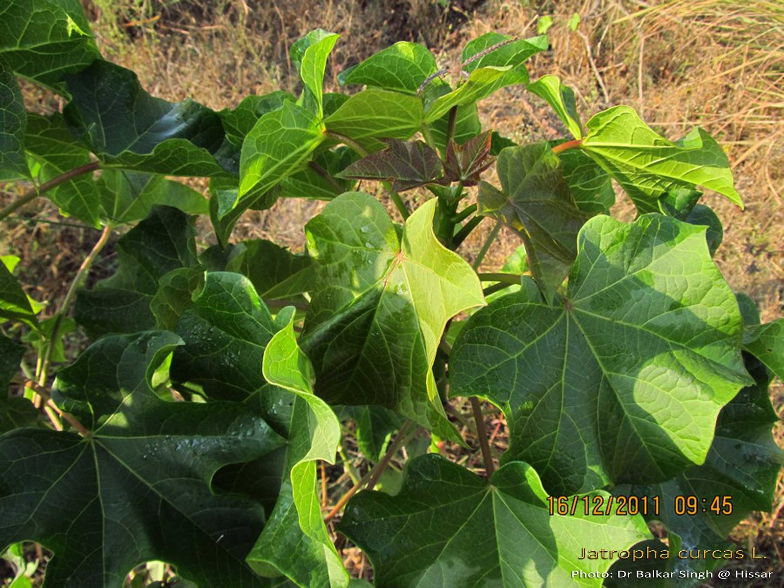 Medicinal Plants Jatropha curcas Barbados nut danti Adavi amudamu ...