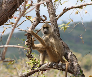 Mama Baboons’ kindness is punished by death African folklore teaches us kind-heartedness should be accepted and rewarded, not punished by death. Mama Baboons’ kindness is punished by death African folklore teaches us kind-heartedness should be accepted and rewarded, not punished by death.