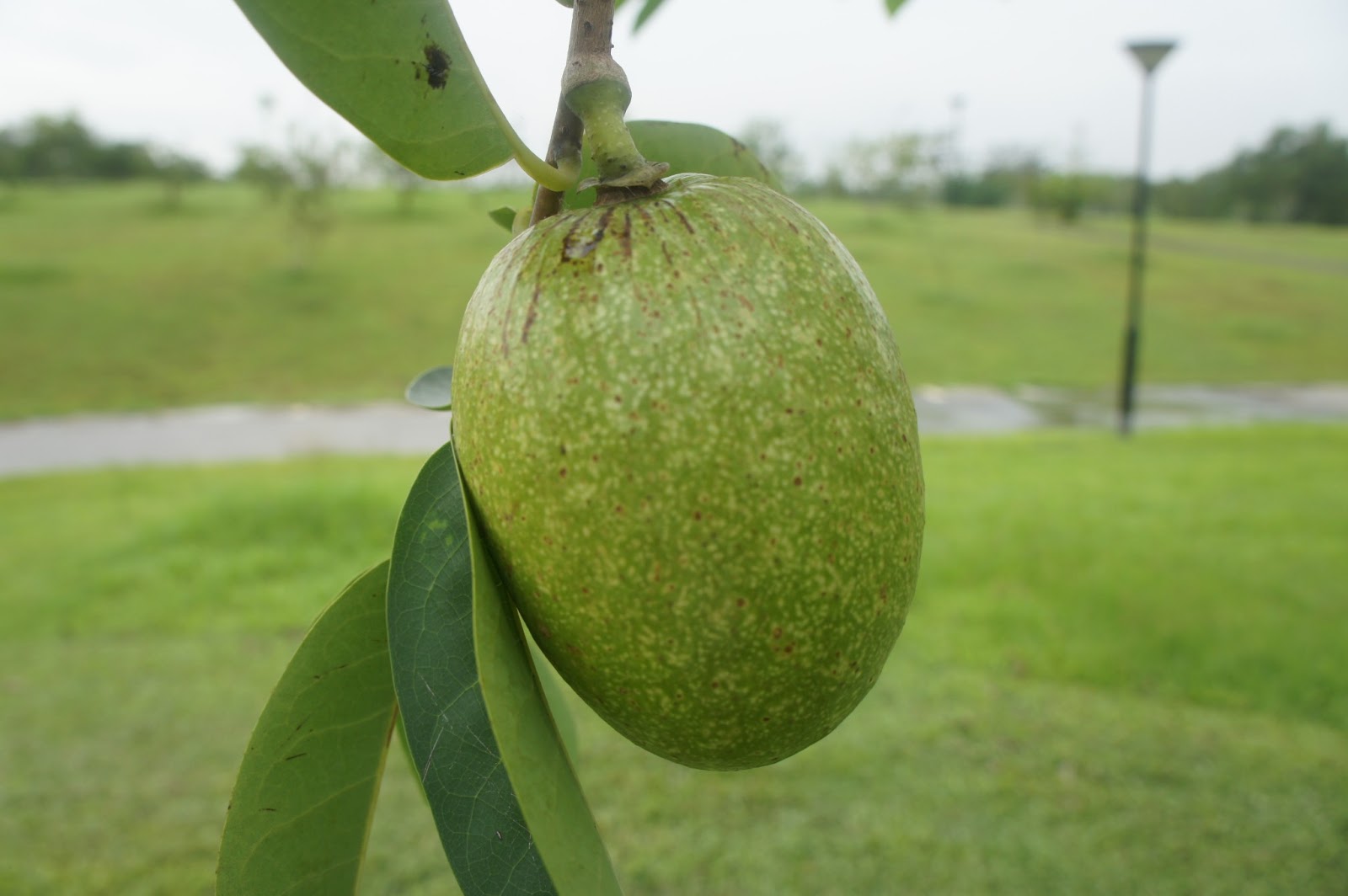 Riverine Parks Pond Apple (Annona glabra)
