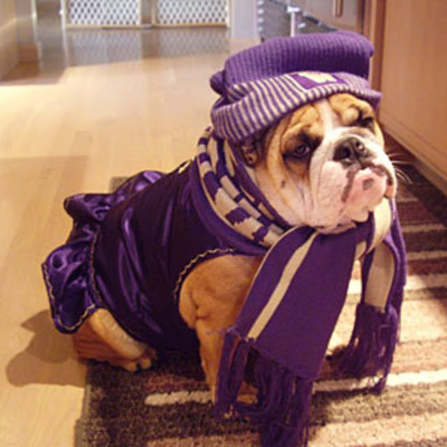 How to Dress Your Dog for Special Occasion Doglopedix