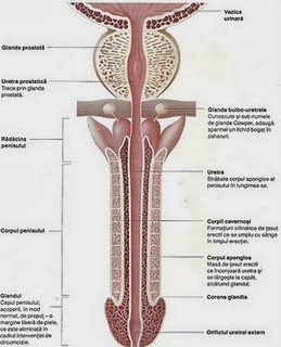 myostimulator a péniszhez