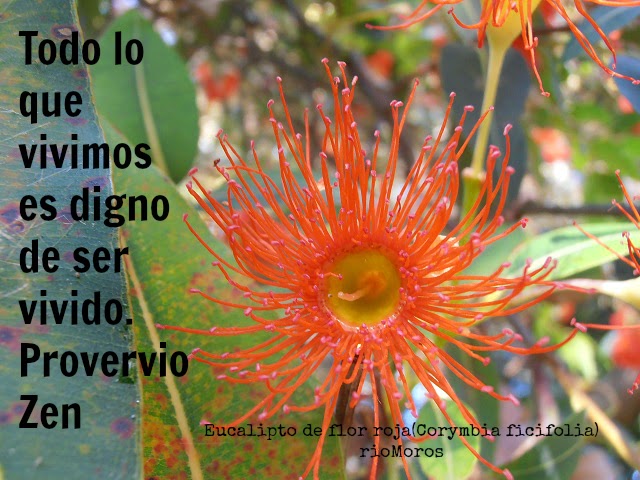 Todo lo que vivimos es digno de ser vivido. Provervio Zen