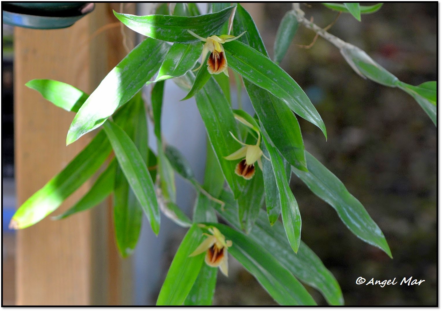 Coelogyne Jydsk Orchide Klub Coelogyne Jydsk Orchide Klub