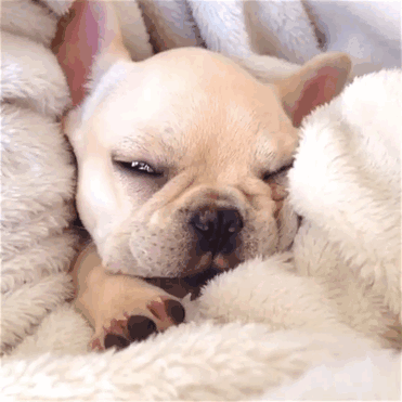 Las más adorables fotografías de un perrito narcoléptico tomando la siesta