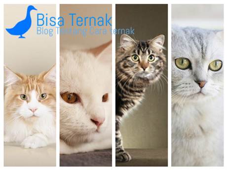 Download 65 Gambar Kucing Tercantik Terbaik Gratis
