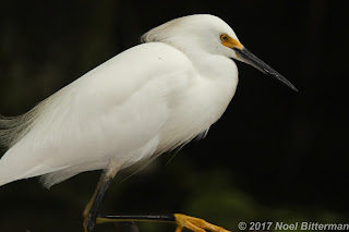 Snowy Egret