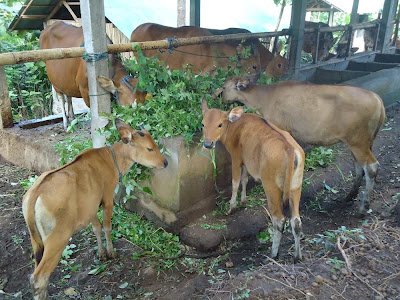 KELOMPOK TANI TERNAK PUCAK MANIK: F1 Lahir di Kandang ...