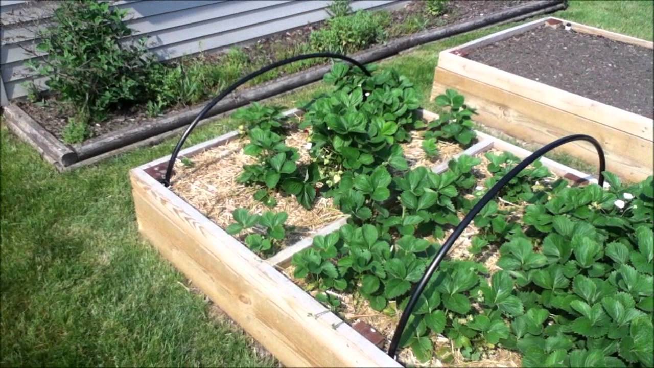 Bird In Everything: Bird Netting Frame