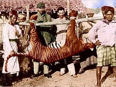 Unduh 5000 Koleksi Gambar Harimau Jawa Asli Terbaru Gratis