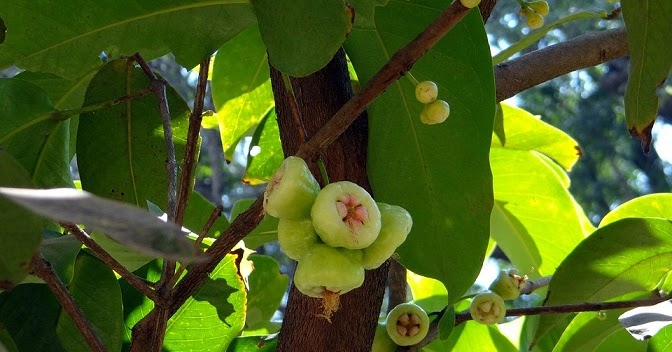 Aneka Manfaat Jambu Mawar untuk Kesehatan