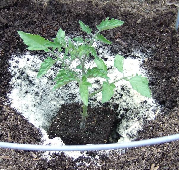 transplanting tomato seedlings grow bags transplanting tomato seedlings grow bags