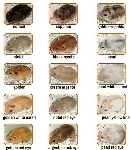 the ROVER: JENIS-JENIS HAMSTER DAN KARAKTERNYA