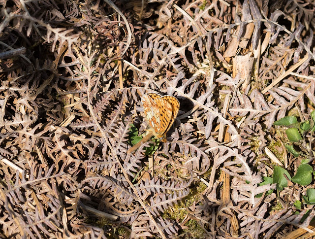 Pearl-bordered Fritillary - Eyarth Rocks