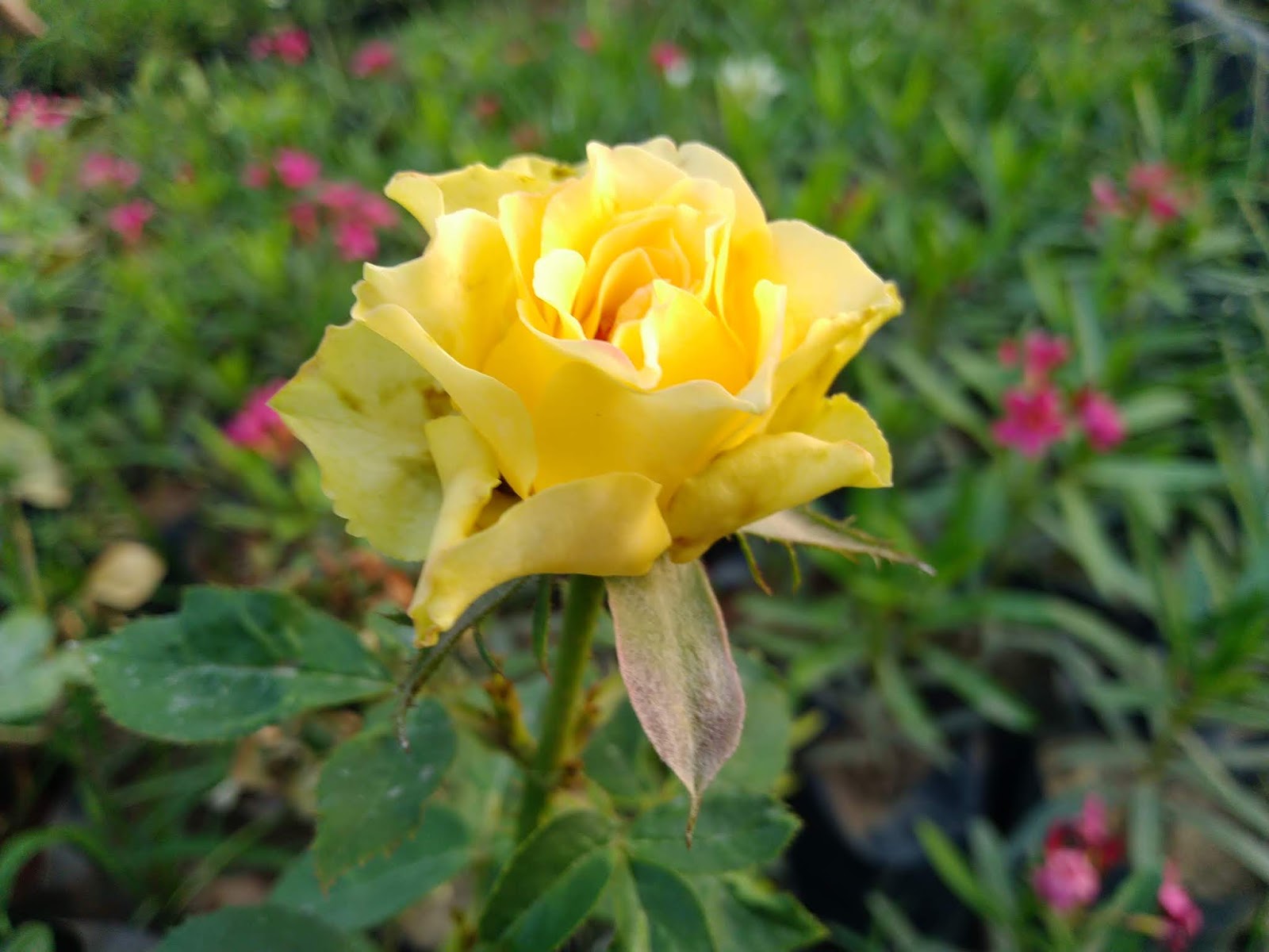 Asus Zenfone Max Pro M1 camera test samples review