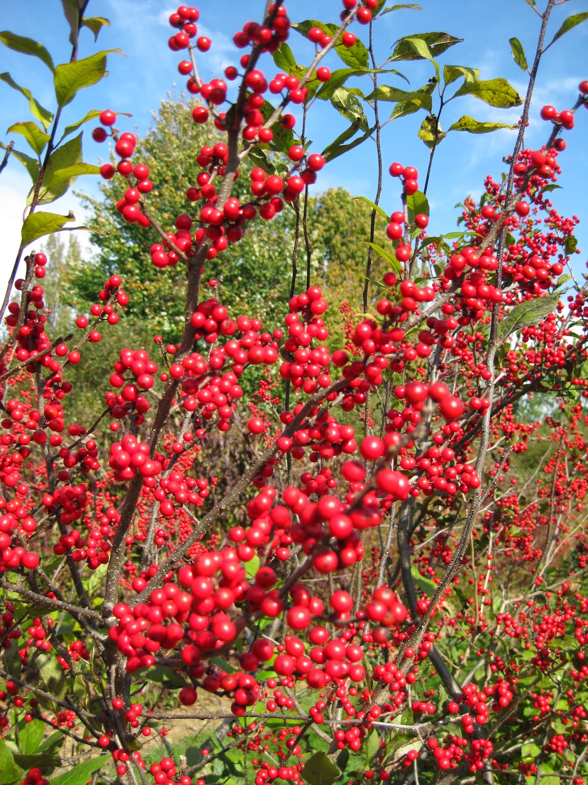 Ilex Sparkleberry