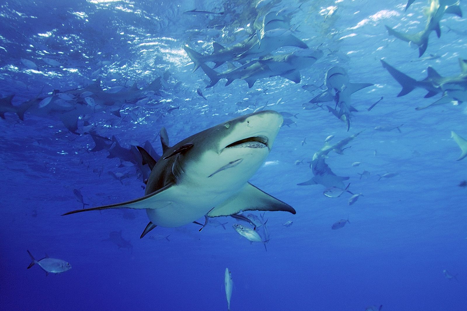 какие про акул можно