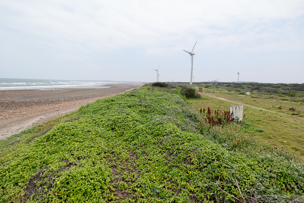 苗栗後龍海角樂園海邊賞天人菊、大風車、彩虹造景,美照好好拍 苗栗後龍海角樂園海邊賞天人菊、大風車、彩虹造景,美照好好拍
