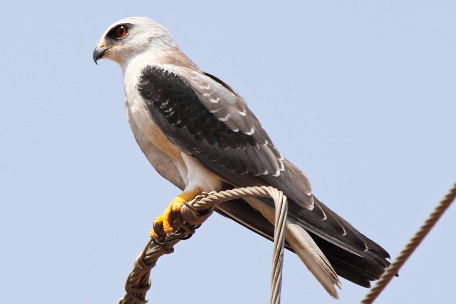 Geografi Lingkungan 10 Jenis Burung Elang Di Indonesia