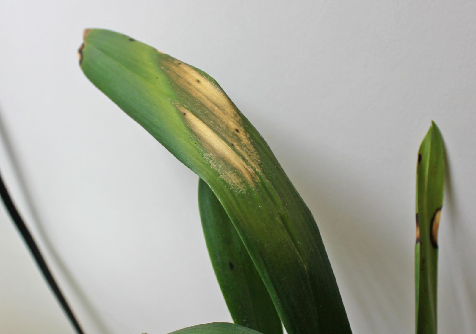 Maria's Orchids Assessing the damage coming home after two weeks away