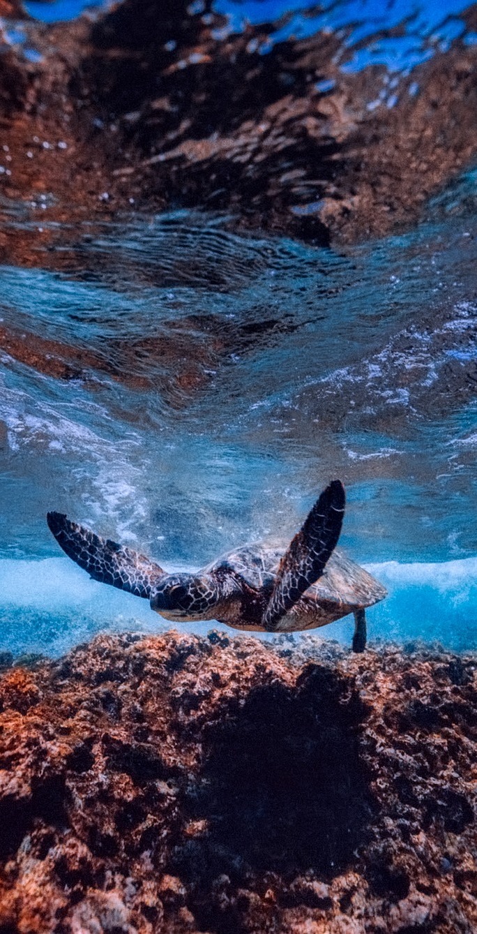 A turtle swimming under water.
