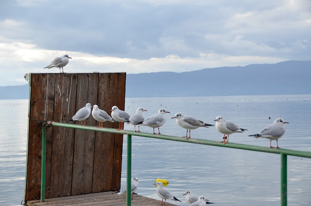 Gulls in Ohrid Lake