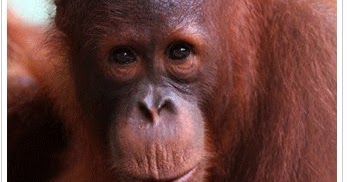 E-Borneo.Com - Travel Borneo Blog: The jewels in #Borneo ’s crown