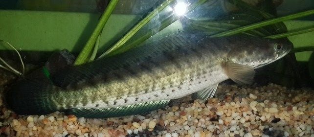 Ikan Gabus Cara Membedakan Jantan dan Betina