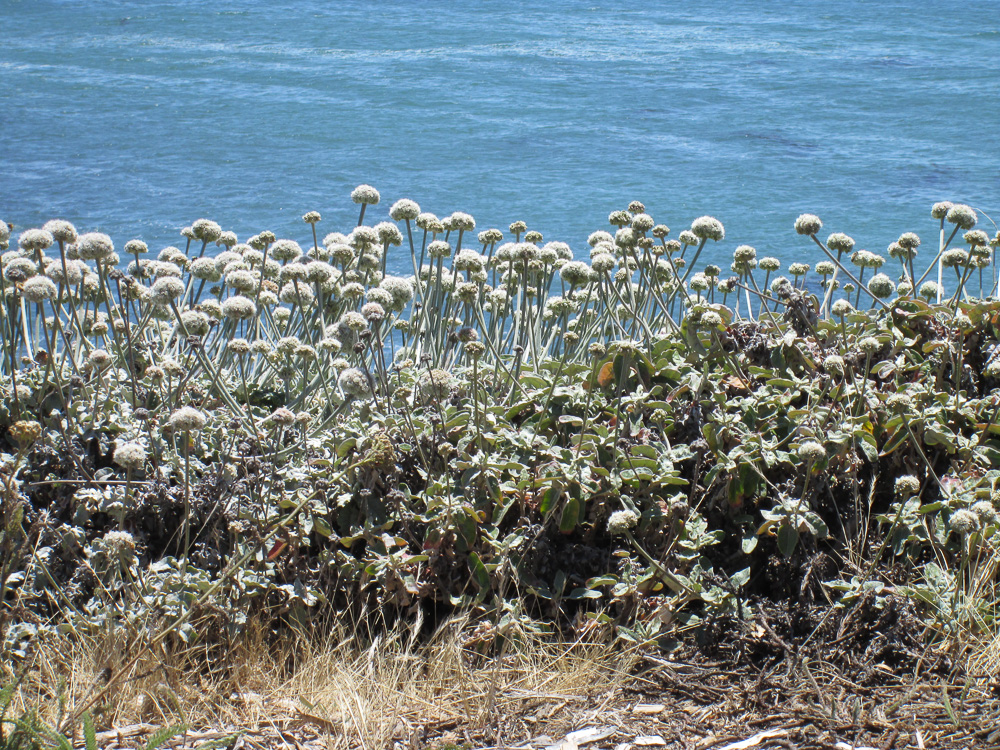California's Beautiful Beneficial Bountiful Buckwheats Beat the Heat