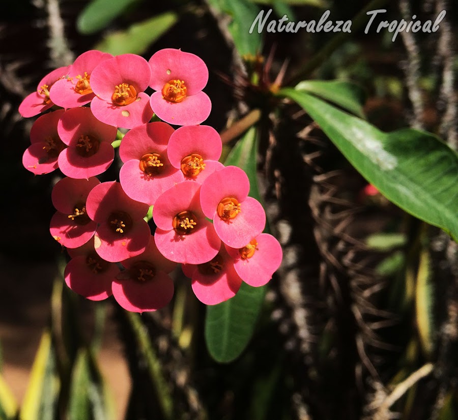 La Corona de Cristo y sus flores, Euphorbia milii