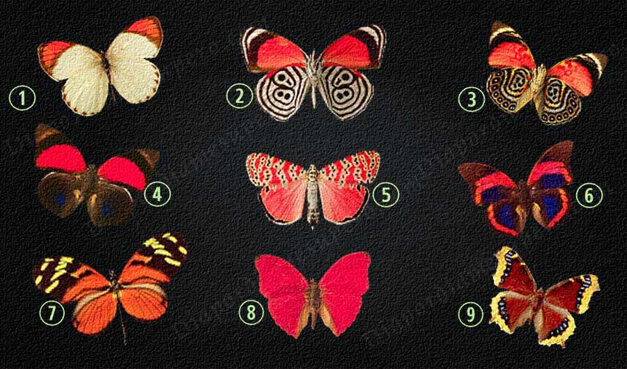 Test: Elige una mariposa para descubrir qué pensamientos esconde su subconsciente Test: Elige una mariposa para descubrir qué pensamientos esconde su subconsciente
