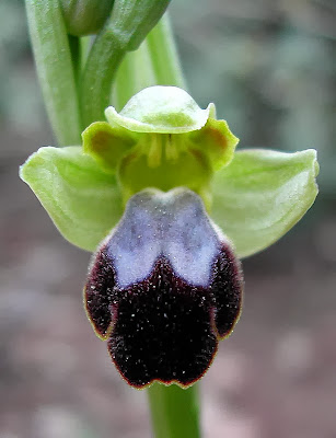 Ophrys fusca orquídea abeja negra