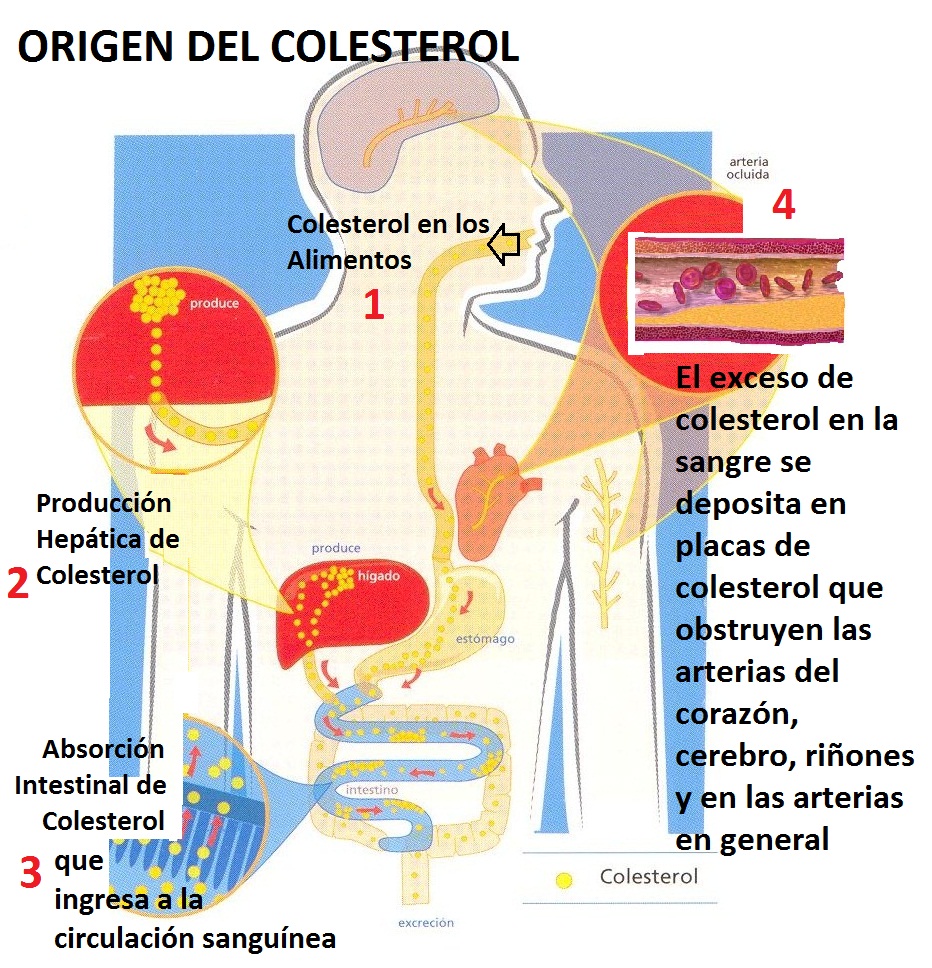 ALIMENTACION Y NUTRICION COLESTEROL Y TRIGLICÉRIDOS ELEVADOS ALIMENTACION Y NUTRICION COLESTEROL Y TRIGLICÉRIDOS ELEVADOS