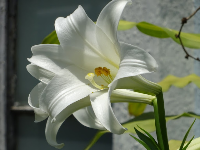 A flor da altivez e elegância - DIVAGAR SOBRE TUDO UM POUCO - Poemas,  Flores, Pinturas, Férias: Açucena