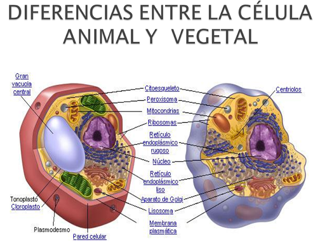 Que Es La Celula Vegetal